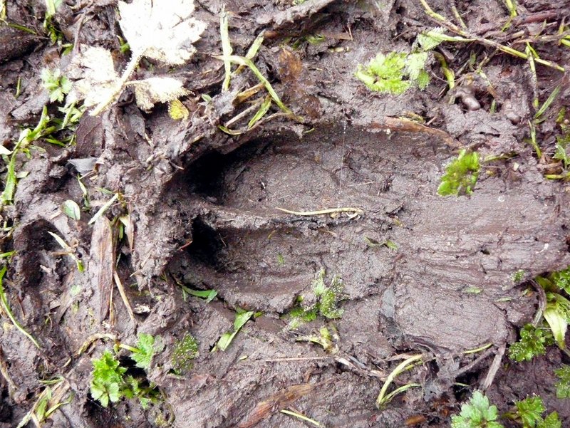 2014-01-12-Sorties traces à Bullion